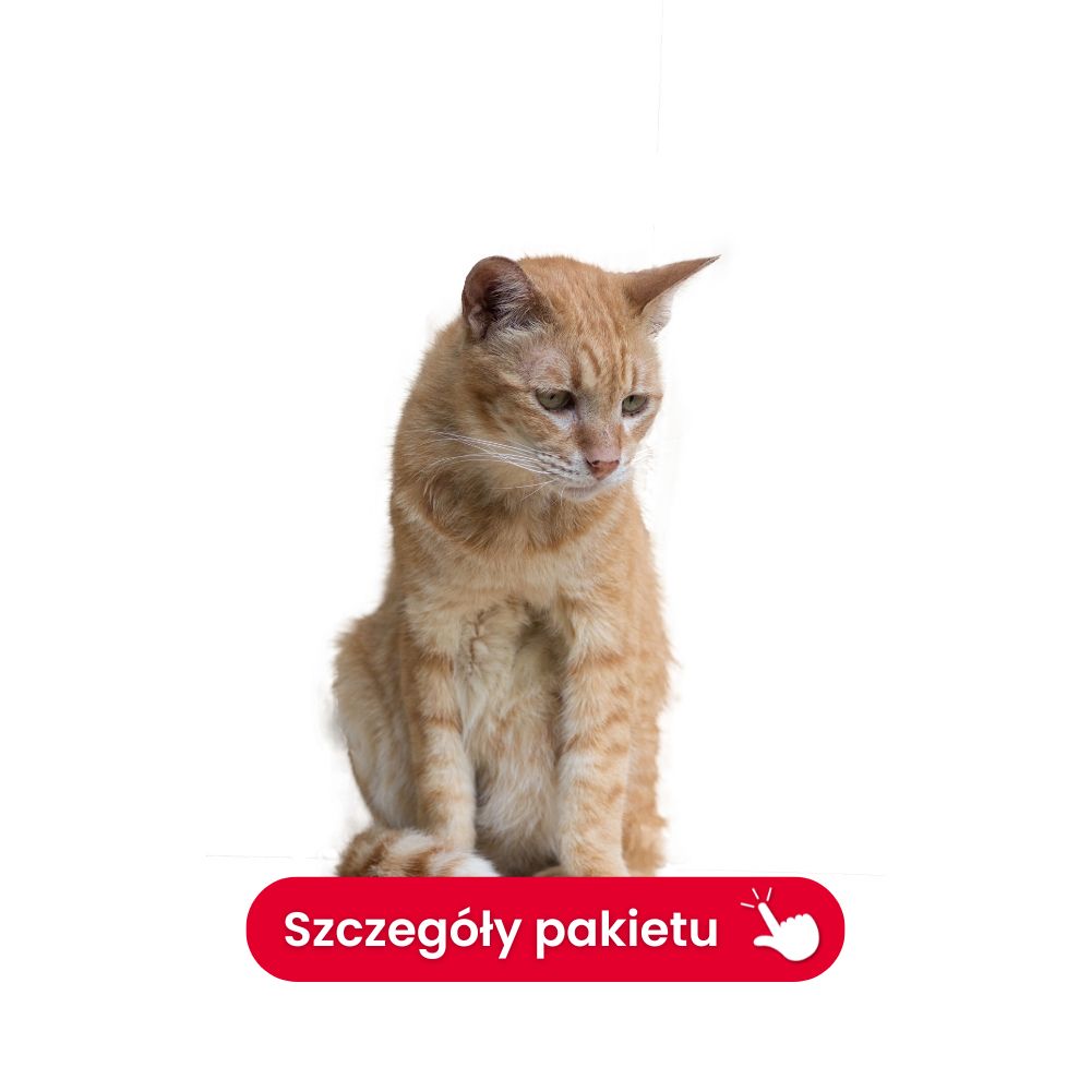 profil trzustkowo jelitowy kot